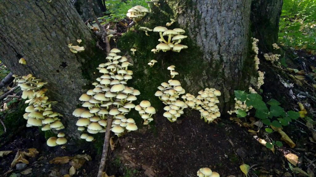 Hypholoma fasciculare (Huds.) P.Kumm.
